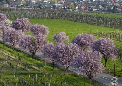 Újabb hideghullám veszélyezteti a gyümölcsösöket