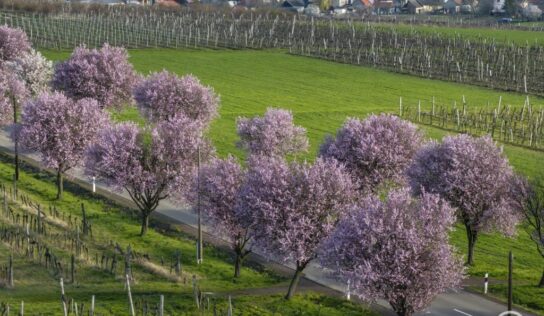 Újabb hideghullám veszélyezteti a gyümölcsösöket