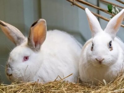 A felelős állattartásra hívják fel a figyelmet húsvét alkalmából