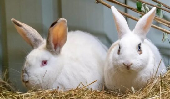 A felelős állattartásra hívják fel a figyelmet húsvét alkalmából