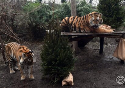 Szibériai tigriskölykök születtek a Fővárosi Állatkertben