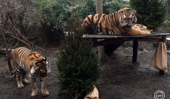 Szibériai tigriskölykök születtek a Fővárosi Állatkertben