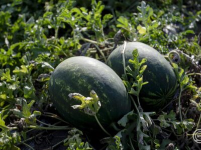 Júliusig kell várni a mézédes magyar görögdinnyére