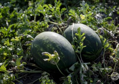 Júliusig kell várni a mézédes magyar görögdinnyére