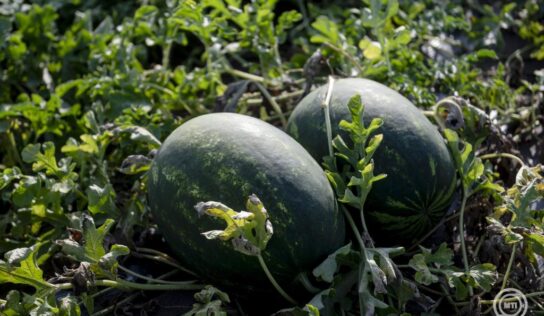 Júliusig kell várni a mézédes magyar görögdinnyére