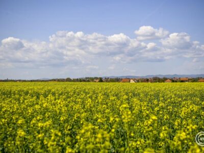 Mutatjuk, szükséges-e esernyő és kabát ezen a héten