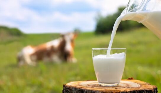 Laktózmentes UHT tejet hívott vissza a Kifli.hu