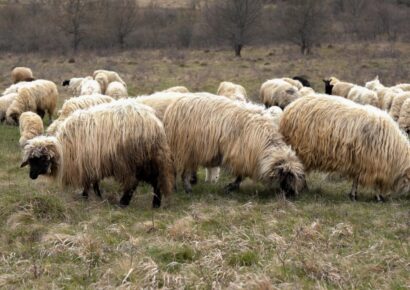 Megjelent a juhhimlő Romániában