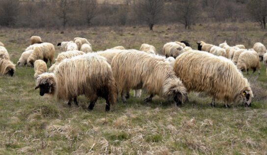 Megjelent a juhhimlő Romániában