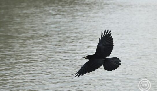 Szombaton 4 óra 42 perckor lesz a nyári napforduló