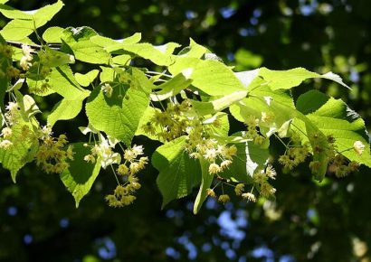 Figyelem, ezt ne fogyaszd el! – Hársfavirág teát hívott vissza a Spar