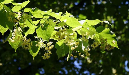 Figyelem, ezt ne fogyaszd el! – Hársfavirág teát hívott vissza a Spar