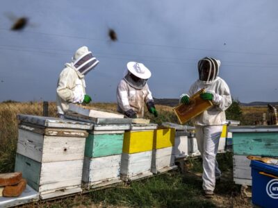 Tilos saját kezűleg cselekedni! Méhraj észlelése esetén forduljon szakemberhez