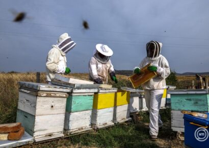 Tilos saját kezűleg cselekedni! Méhraj észlelése esetén forduljon szakemberhez