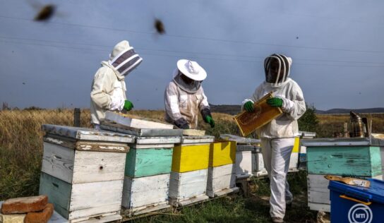 Tilos saját kezűleg cselekedni! Méhraj észlelése esetén forduljon szakemberhez
