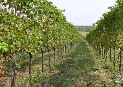 Egyre jobban terjed Magyarországon egy szőlőbetegség