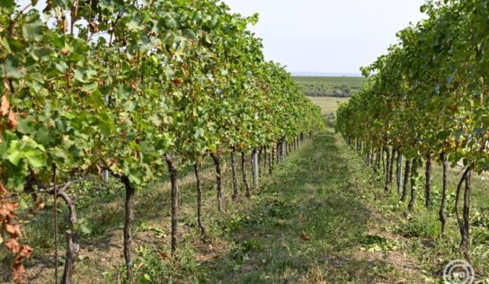 Egyre jobban terjed Magyarországon egy szőlőbetegség