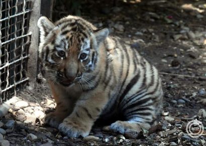Elpusztult Szása, a Fővárosi Állat- és Növénykert kistigrise