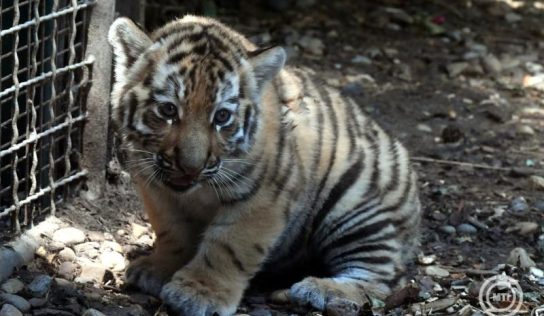 Elpusztult Szása, a Fővárosi Állat- és Növénykert kistigrise