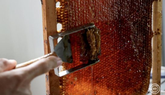 Több mint 55 tonna mézet vont ki a forgalomból a Nébih