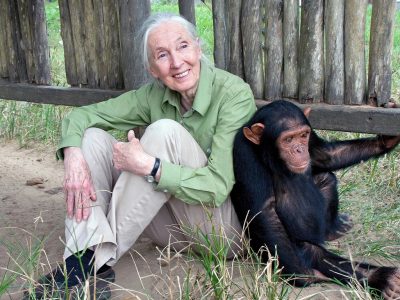 Elhunyt Jane Goodall híres főemlőskutató és környezetvédő