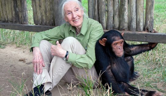 Elhunyt Jane Goodall híres főemlőskutató és környezetvédő