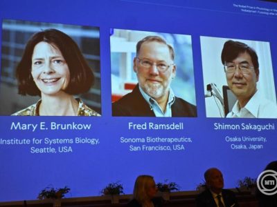 Nobel-díj: Két amerikai és egy japán tudós kapja idén az orvosi-élettani Nobel-díjat