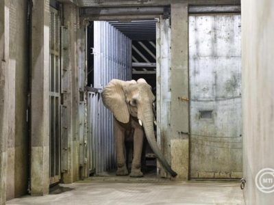 Újabb afrikai elefánt érkezett a Nyíregyházi Állatparkba