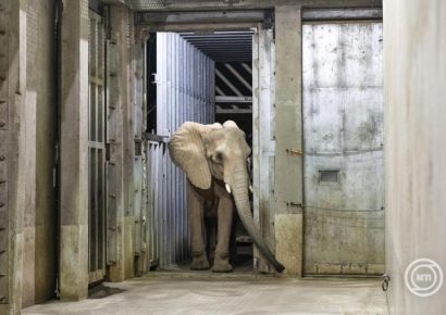 Újabb afrikai elefánt érkezett a Nyíregyházi Állatparkba