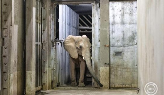Újabb afrikai elefánt érkezett a Nyíregyházi Állatparkba