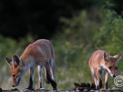 Veszett rókát találtak Szabolcs-Szatmár-Bereg vármegyében