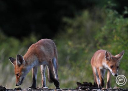 Veszett rókát találtak Szabolcs-Szatmár-Bereg vármegyében