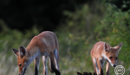 Veszett rókát találtak Szabolcs-Szatmár-Bereg vármegyében