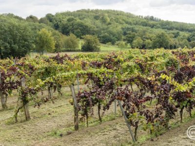 Újabb borvidékeken jelent meg a szőlő aranyszínű sárgaság betegsége