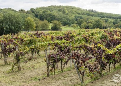 Újabb borvidékeken jelent meg a szőlő aranyszínű sárgaság betegsége