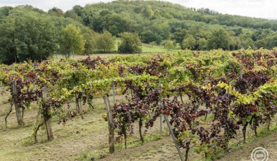 Újabb borvidékeken jelent meg a szőlő aranyszínű sárgaság betegsége