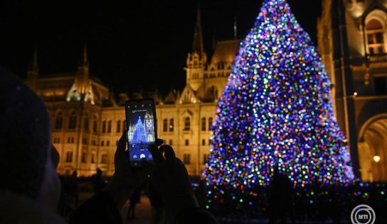 Nyírségi fenyőfa lesz az ország karácsonyfája