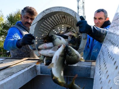 Idén sem drágul a karácsonyi hal