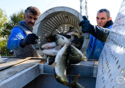 Idén sem drágul a karácsonyi hal