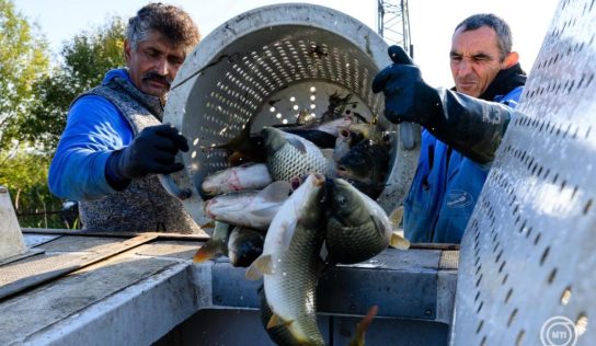Idén sem drágul a karácsonyi hal