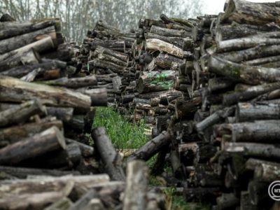 Megkezdődött a szociális tűzifa kiosztása