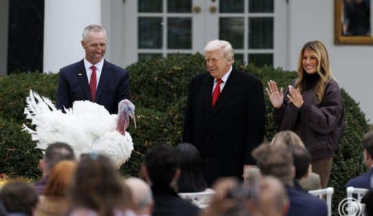 Donald Trump elnöki kegyelmet adott két pulykának követve a Hálaadáshoz kapcsolódó hagyományt