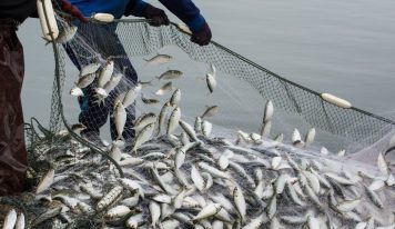 Jó hír a pecázóknak: Nem emelkednek jövőre a balatoni horgászjegy árak
