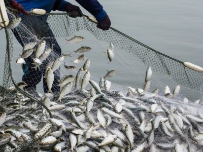 Jó hír a pecázóknak: Nem emelkednek jövőre a balatoni horgászjegy árak