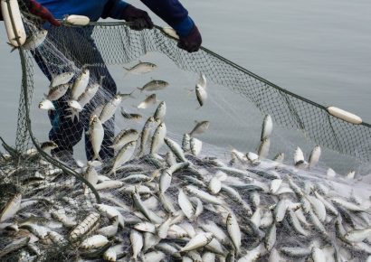 Jó hír a pecázóknak: Nem emelkednek jövőre a balatoni horgászjegy árak