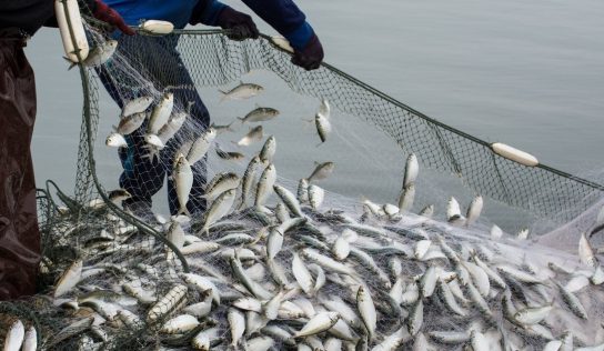 Jó hír a pecázóknak: Nem emelkednek jövőre a balatoni horgászjegy árak