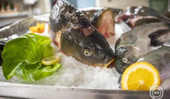 Elég magyar hal minden család asztalára