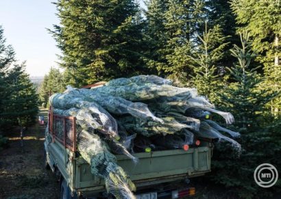 A fenyőfát vásárlók háromnegyede idén is hazai termelők termékeit díszítheti fel