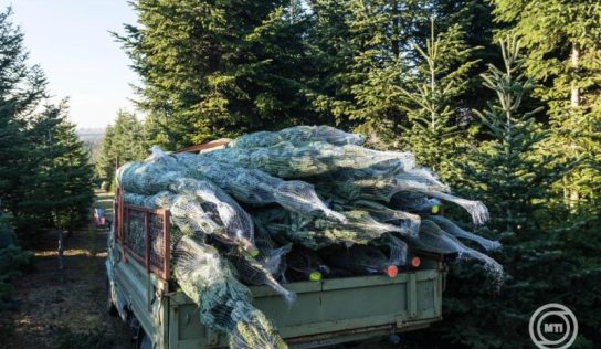 A fenyőfát vásárlók háromnegyede idén is hazai termelők termékeit díszítheti fel