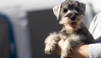 A háziállatok védelmére hívják fel a figyelmet a szilveszteri tűzijátékok idején az állatvédők